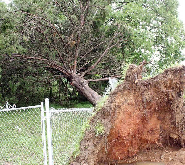 Uprooted Tree